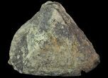 Triceratops Epijugal (Armored Cheek Plate) - Montana #89953-1